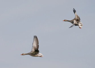 greylag goose or graylag goose (Anser anser).