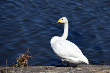 北帰行に備えて、ゆっくり休んでいるオオハクチョウ。日向ぼっこ。日本。千葉県。2021年3月。