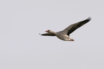 greylag goose or graylag goose (Anser anser).