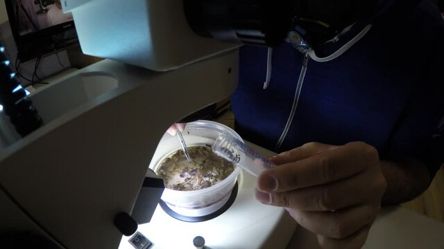 Biologist examining insect samples at night