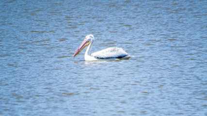 pelicans on the beach