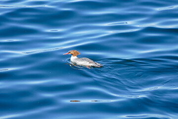 Female Goosander swimming in clear blue water