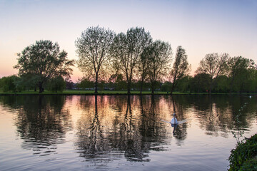 Fototapeta na wymiar Trees reflected at sunset on the river ouse