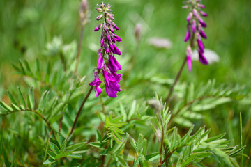 Purple blossoms in front of blurred grass.