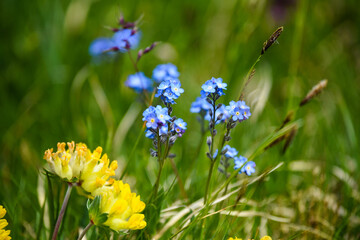 Closeup of blue and yellow blossoms in front of blurred grass.