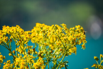 Yellow blossoms and a bee in front of a blurred background.