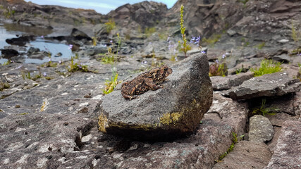 Brown toad on a rocky coastline