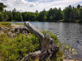 Old stump in front of a scenic landscape surrounding Crap Lake