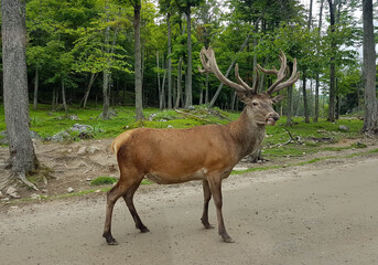 Naklejka na ściany i meble Deer in the canadian forest