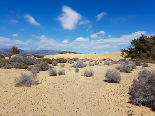 Sandy dunes and Tumbleweeds below a blue sky