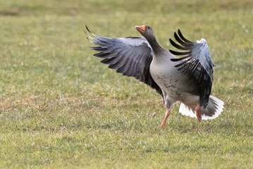 greylag goose or graylag goose (Anser anser).