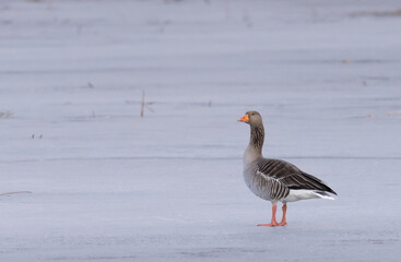 Greylag goose or graylag goose (Anser anser).