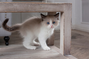 A Ragdoll kitten stands on a stool in the room