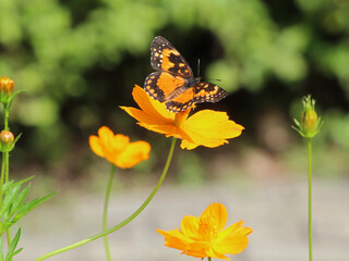 Chlosyne lacinia orange butterfly in garden.