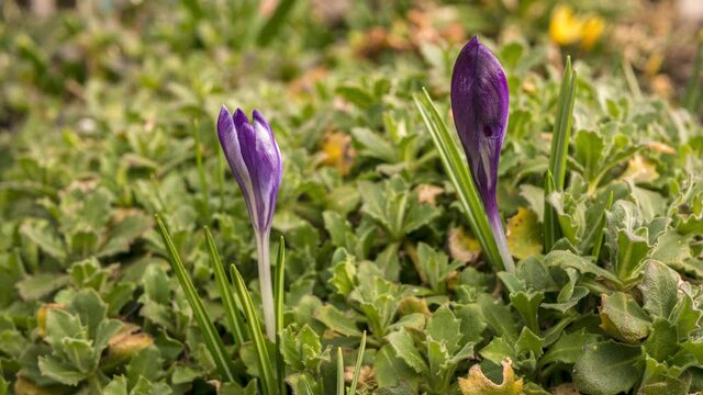 Zeitraffer lila Krokusse im Fr&uuml;hjahr &ouml;ffnen sich bei Sonnenschein kurz