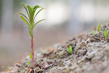 Young fireweed sprout in springtime