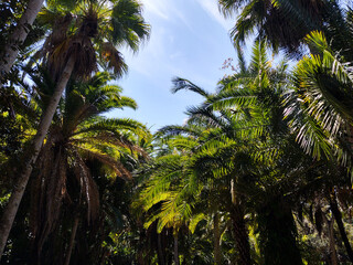 Fototapeta na wymiar Botanical Palm Trees