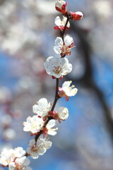apricot blossoms in spring in the park 
