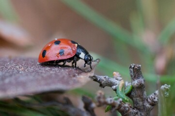 lady bug close up
