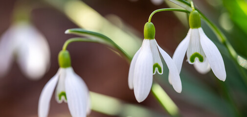 close up of snowdrop flowers under sunlight - spring time flowers	