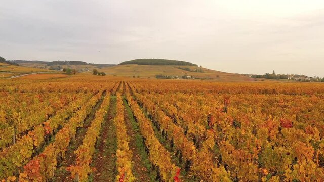 Vignoble de Bourgogne en automne