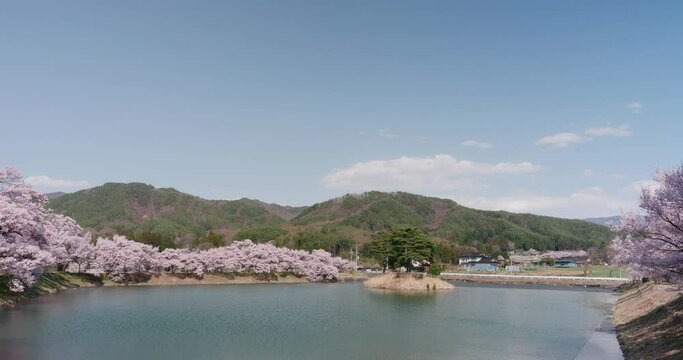 青空の下で咲く桜の花と池（フィックス）：長野県伊那市高遠『六道の堤』