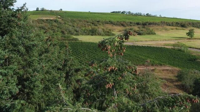 Vendange dans le vignoble de Bourgogne