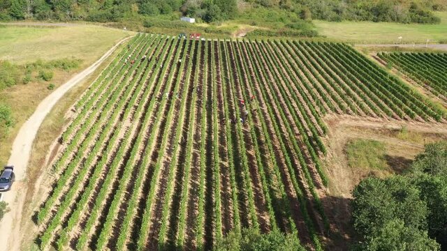 Vendange dans le vignoble de Bourgogne