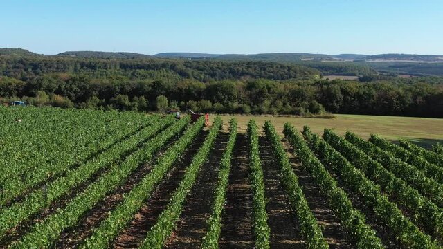 Vigne dans les hautes cotes en Bourgogne
