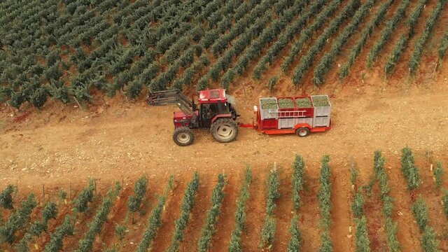 Tracteur avec une remorque de raisin pendant les vendanges en Bourgogne