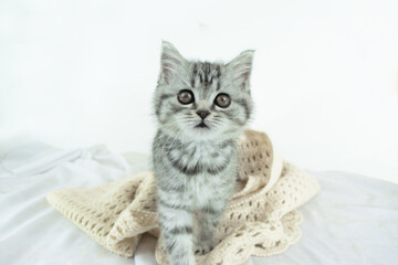 Little cute Scottish Straight kitten standing on white silk fabric  against white background with copy space.