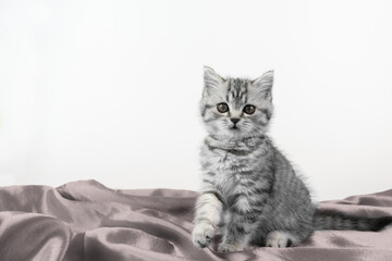 Little Scottish Straight kitten with fur colored in black marble on silver sits on a gray silk fabric at a white background with copy space.
