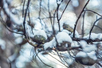 snow covered branches