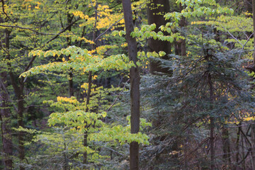 Fototapeta premium spring in the forest
