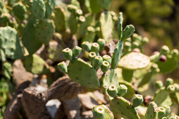 cactus in the desert