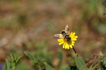 bee on yellow flower