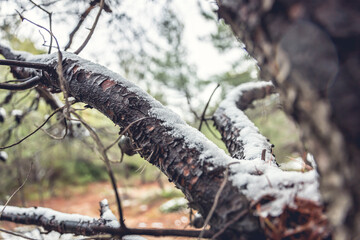 snow covered branches