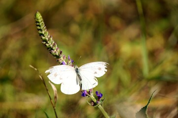 butterfly on a flower