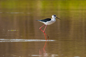 single Himantopus himantopus in Lake