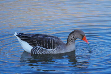 a gray goose swims on the river and eats a leaf of grass