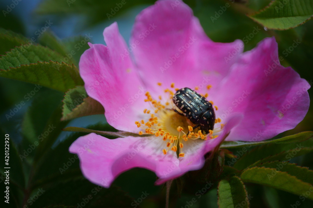 Poster A black beetle on a wild rose.