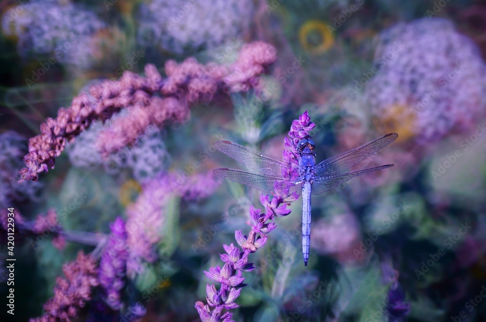 Wall mural close up of lavender flowers