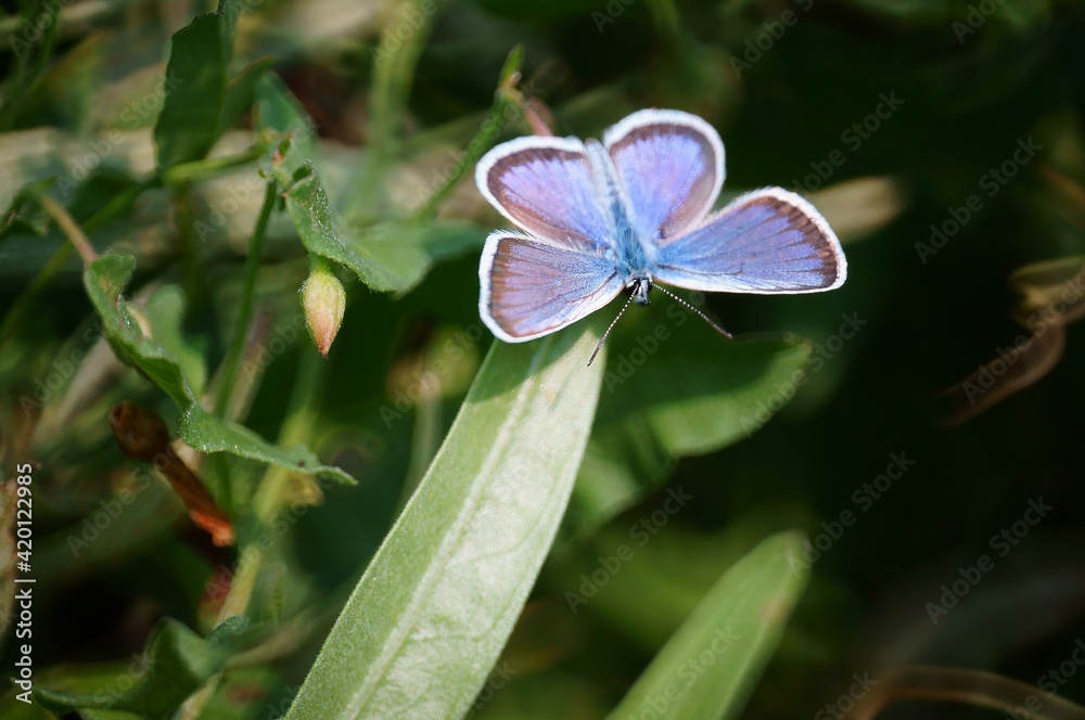 Poster butterfly on a flower