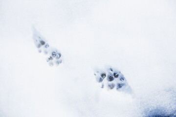 animal footprints in snow