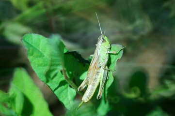 grasshopper on a leaf
