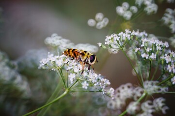 bee on a flower