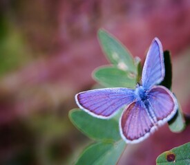 butterfly on purple flower