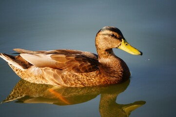 Obraz premium duck on the water