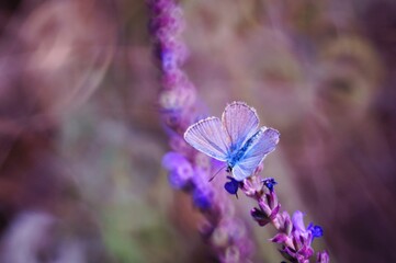 butterfly on lavender