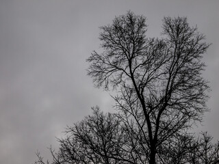 bare tree branches in early spring in monochrome